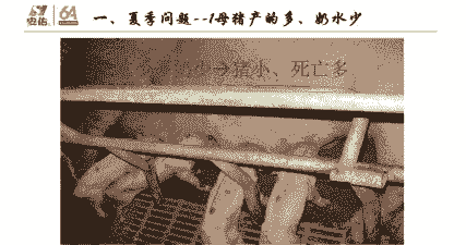 母猪生产后采食量下降