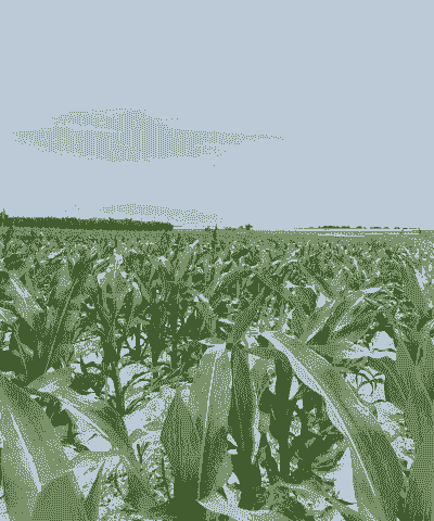 玉米种植多深适宜种植呢