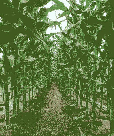 春玉米和秋玉米种植地区