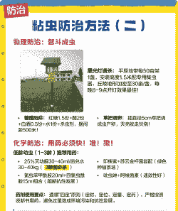 玉米种植粘虫怎么办