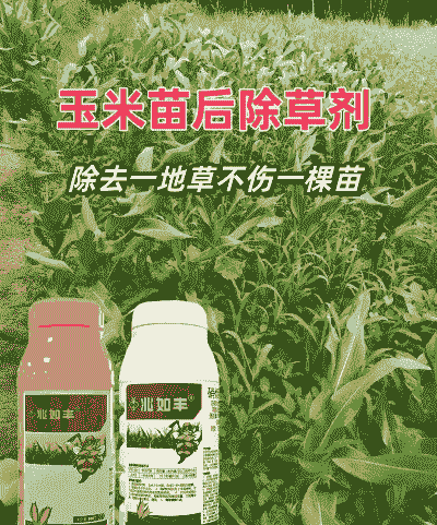 玉米苗后除草剂玉米种植