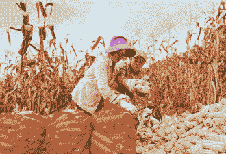 新华乡玉米种植面积多大