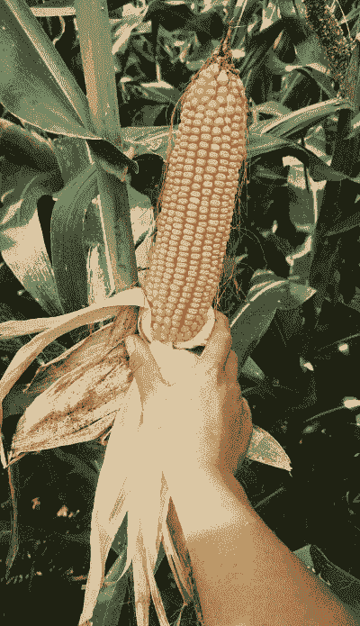 保定地区种植的玉米种