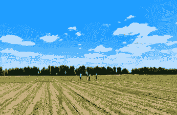 内蒙古玉米种植地