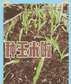 华南玉米种植方法有哪些