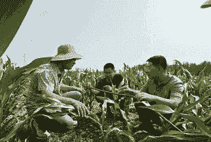 玉米种植全过程教程