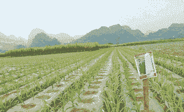 龙州玉米种植基地在哪里