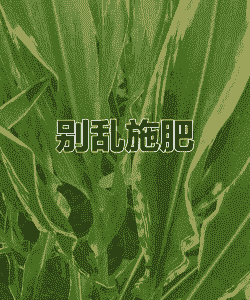 玉米种植中的常见误区