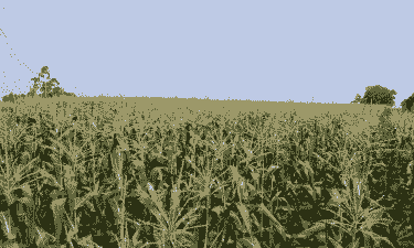 浙江玉米种植地方有哪些