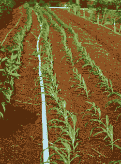 玉米种植浇几次水最好