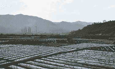 南涧县玉米种植面积