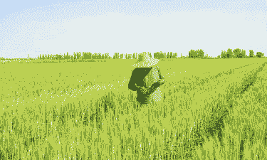 小麦玉米种植在哪里好