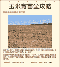 玉米种植全苗办法有哪些