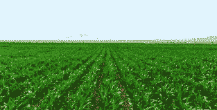 新疆玉米种植多少亩地