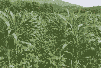 大豆可以套玉米种植吗