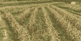 石林万亩玉米种植面积