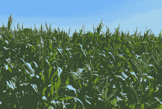 哪里有黑玉米种植基地