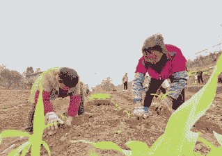 糯玉米种植全过程