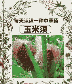 玉米种植需要什么药材