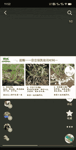 玉米种植花生怎样管理的