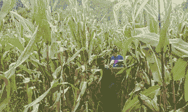 开阳县玉米种植面积