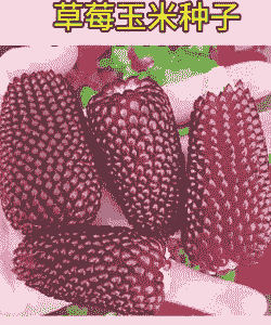 草莓玉米种植模式是什么