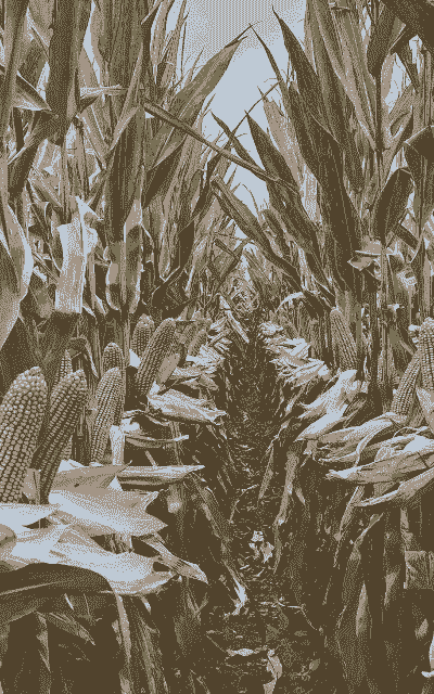 吉林适合种植什么玉米种