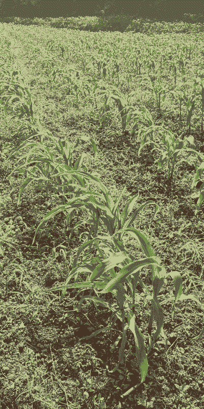 遵义玉米种植区域在哪里