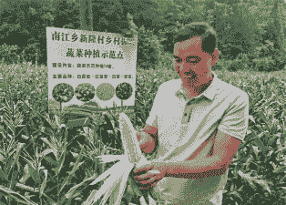 开阳玉米种植面积多大合适