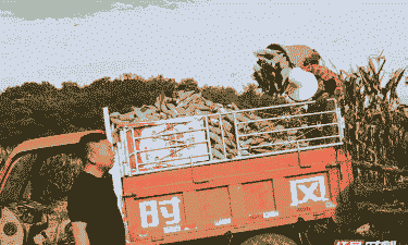 慈利县玉米种植面积