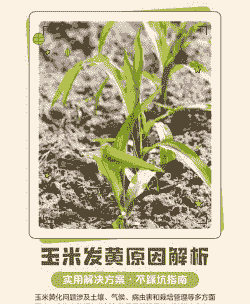 玉米种植发黄的原因分析