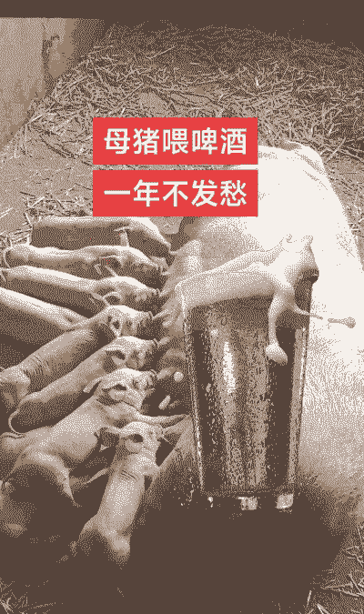 产后母猪可以喂啤酒