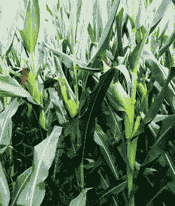 玉米种植什么品种好种