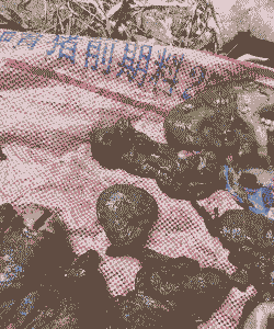 母猪产后4天有死胎