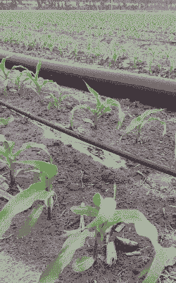 甜玉米种植技术滴灌方法
