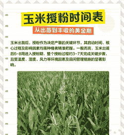 玉米种植后多少天授粉