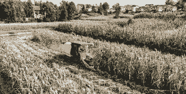 宣汉玉米种植面积多少亩