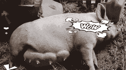 母猪生产后体温37高