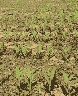 焦作市玉米种植面积