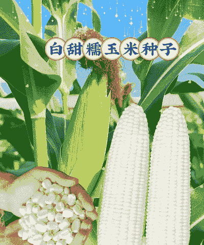 糯玉米种植哪种好些呢