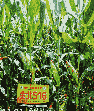 河南种植玉米种有那个