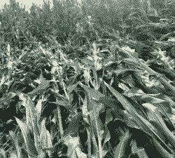 玉米种植太多后果有哪些