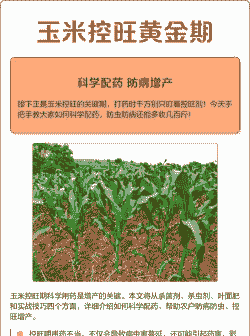 玉米种植防病增产措施方案