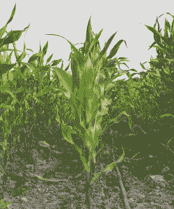 玉米种植期间需要打顶吗