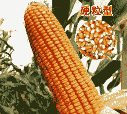 玉米种植海拔要求多少米