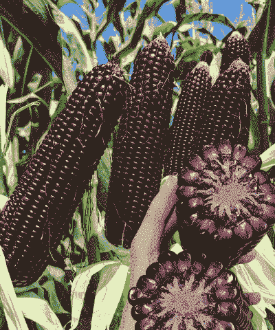 东北糯黑玉米种植方法