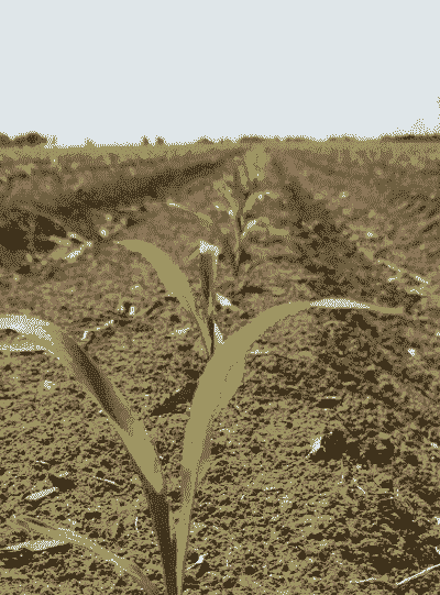 玉米种植间苗留几棵好呢