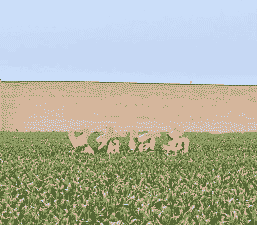 郑州玉米种植区在哪里