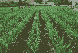 玉米种植地哪里种好呢