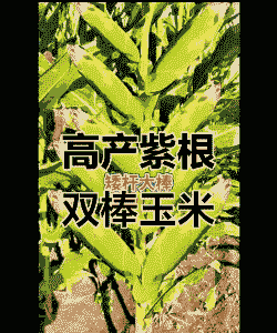 新疆玉米种植优良品种
